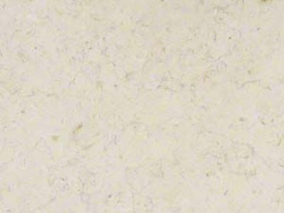 Quartz - Jerusalem Bone